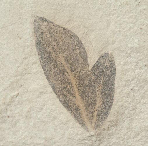 Fossil Balloon Vine Leaf - Green River Formation #16292